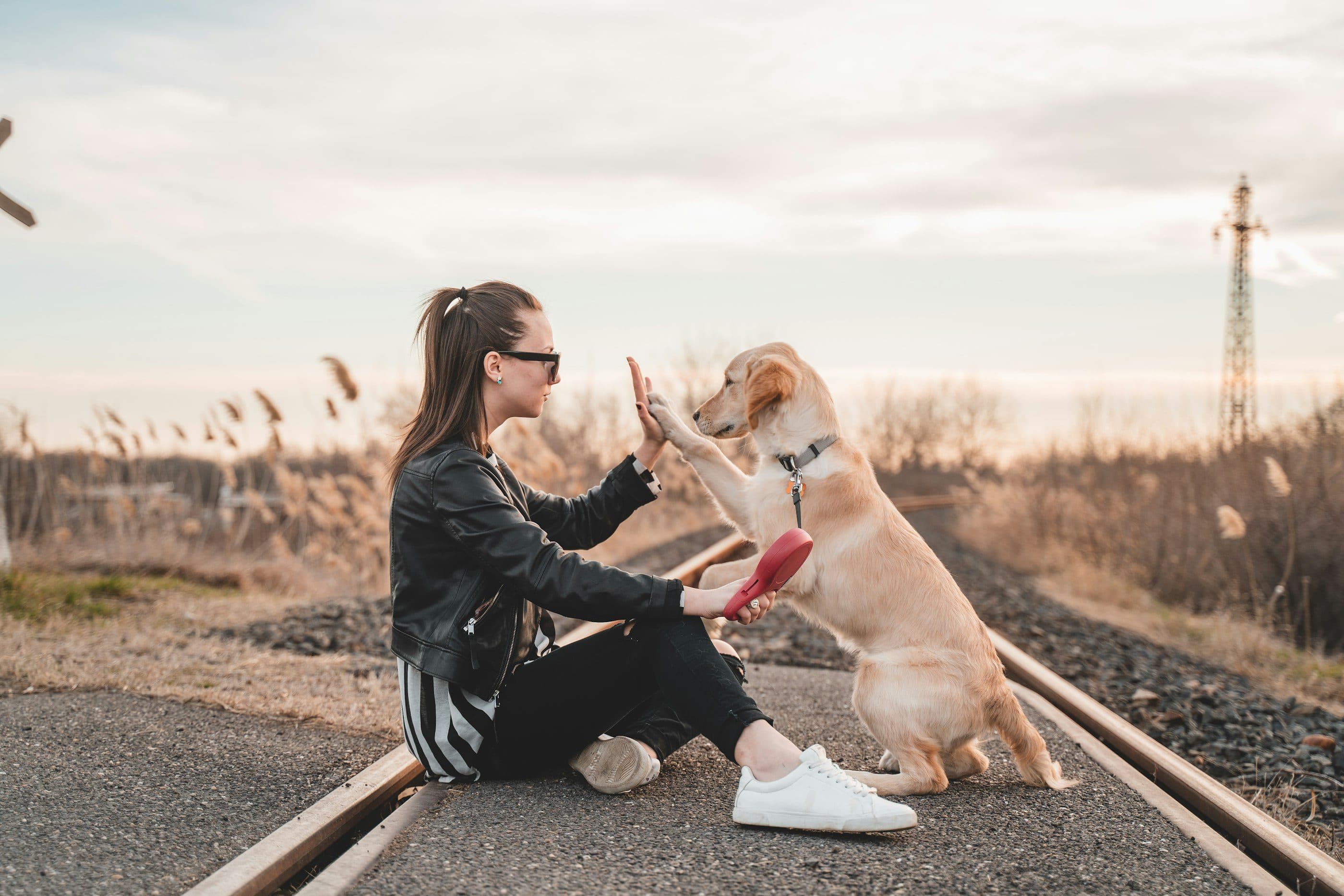 A golden retriever giving its paw to its owner's raised hand at golden hour